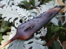 Phoenix Feather by Artie Capozzi, burnt manzanita